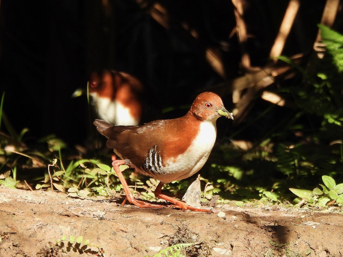 Red-and-white Crake - ML623833594