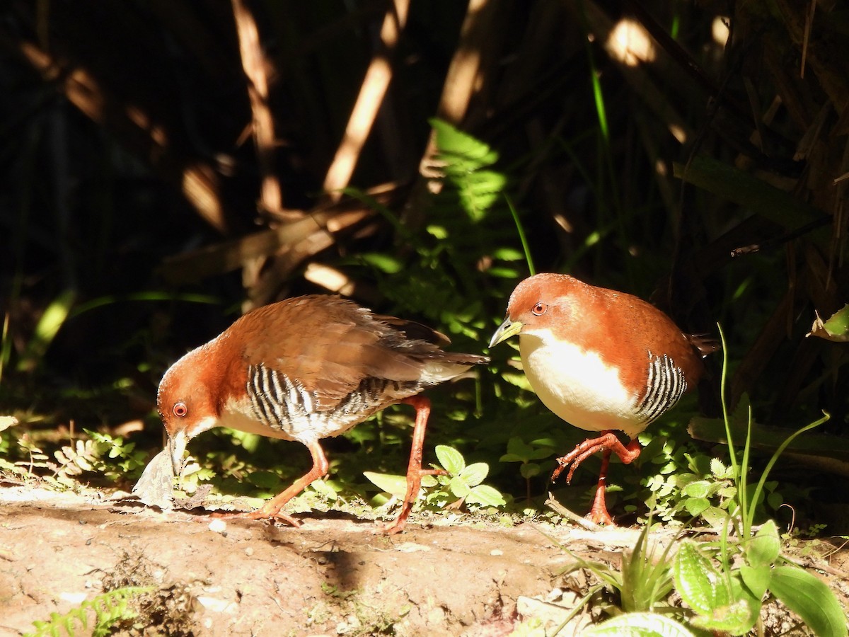 Red-and-white Crake - ML623833595