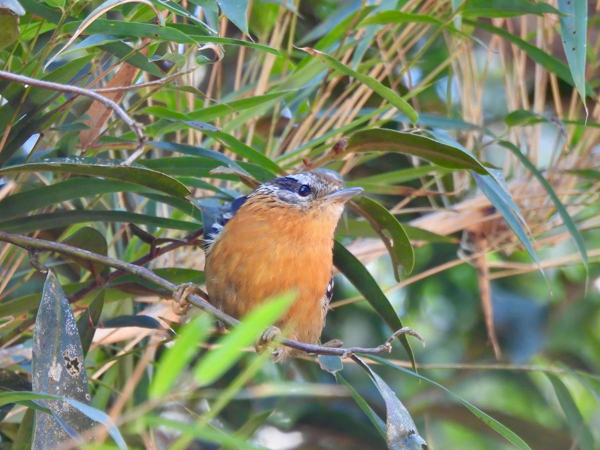 Bertoni's Antbird - ML623833601