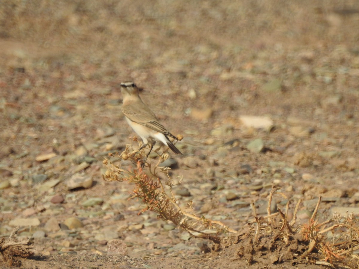 Isabelline Wheatear - ML623833602