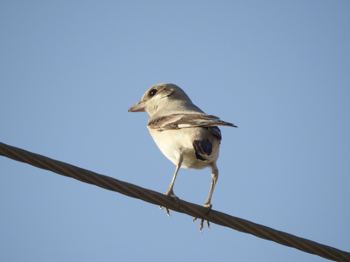 Great Gray Shrike - ML623833610