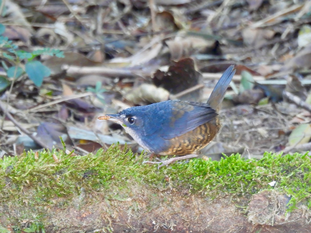 White-breasted Tapaculo - ML623833611