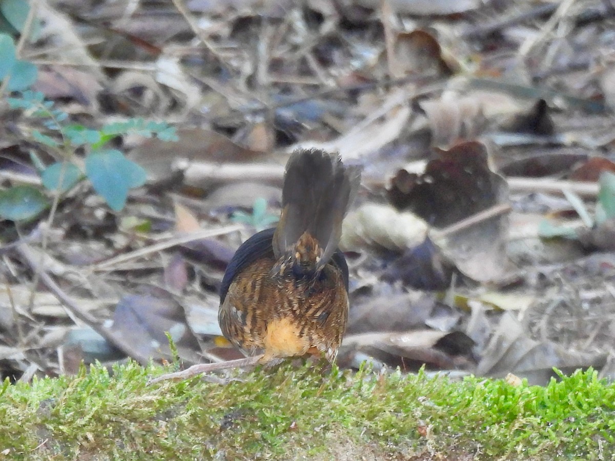 White-breasted Tapaculo - ML623833617