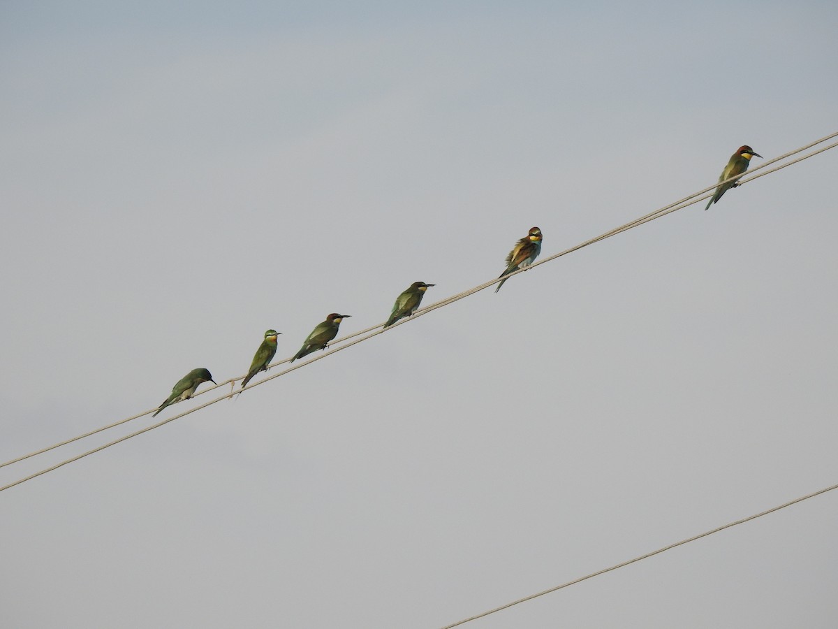 Blue-cheeked Bee-eater - ML623833629