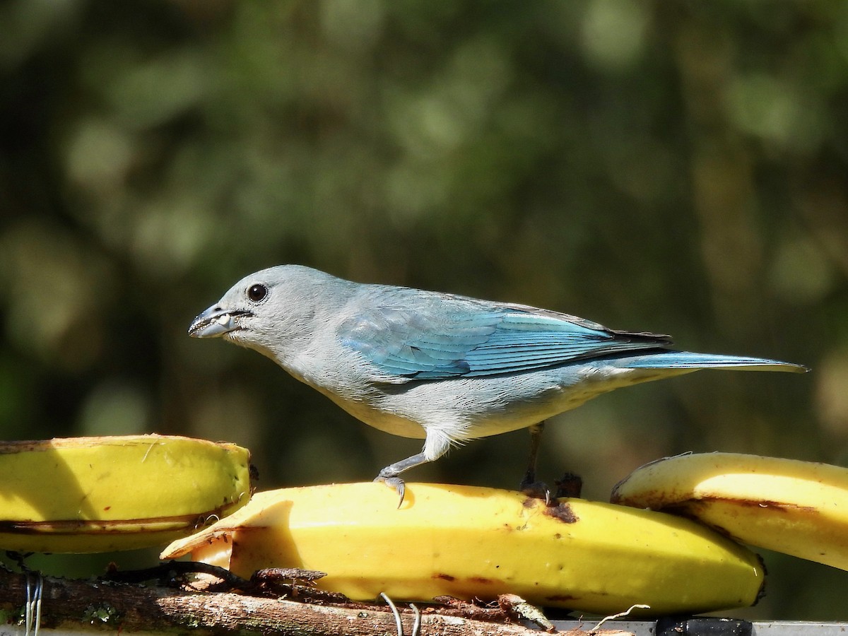 Sayaca Tanager - Shelley Rutkin