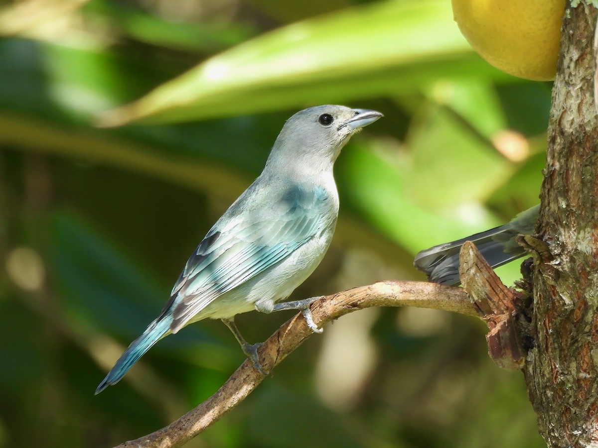 Sayaca Tanager - ML623833635