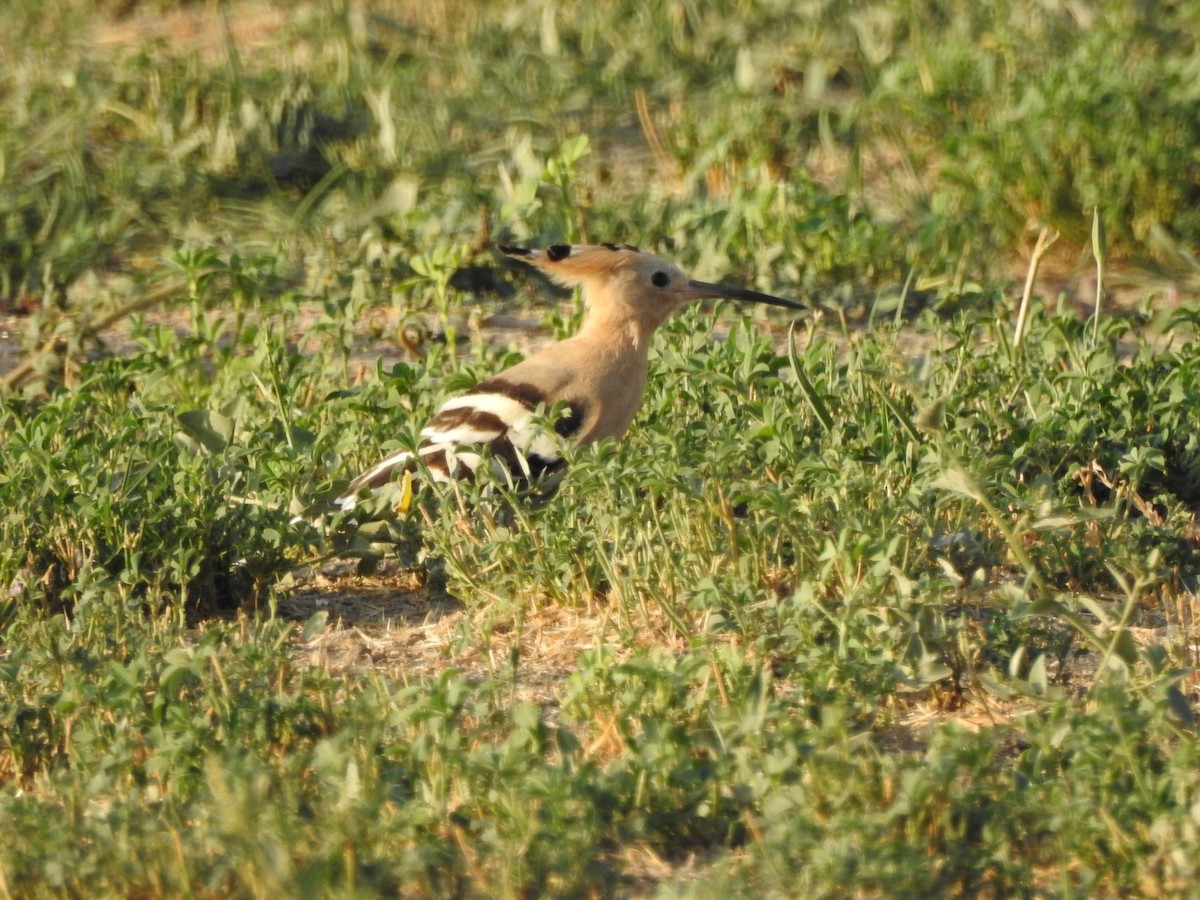 Eurasian Hoopoe - ML623833636