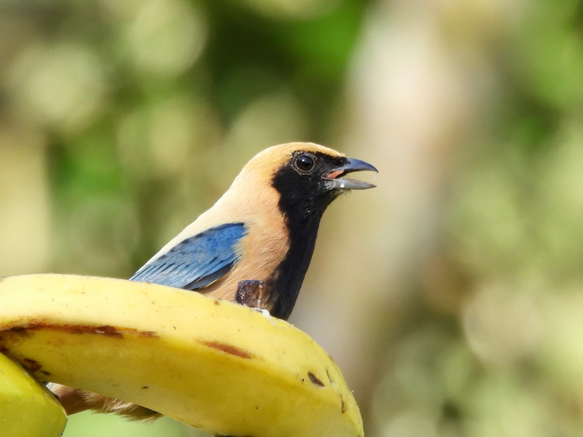 Burnished-buff Tanager - ML623833646