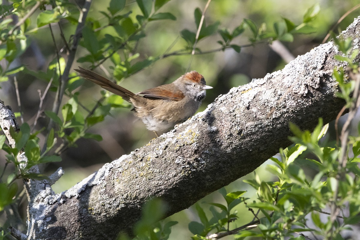 Sooty-fronted Spinetail - ML623833658