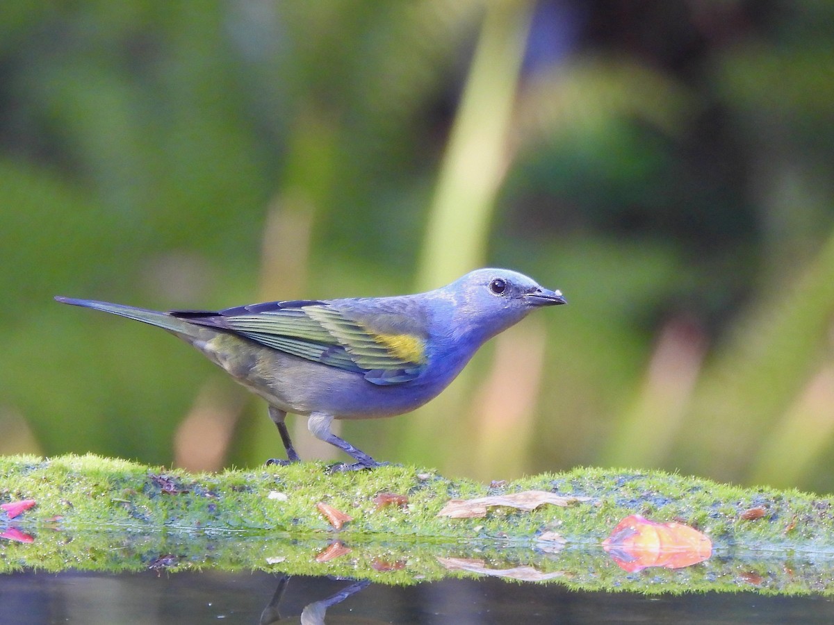 Golden-chevroned Tanager - ML623833664