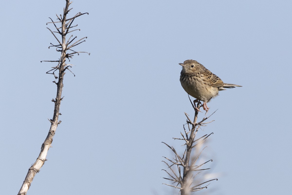 Hellmayr's Pipit - Patricia Mancilla Iglesias