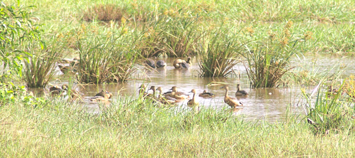 Lesser Whistling-Duck - ML623833672