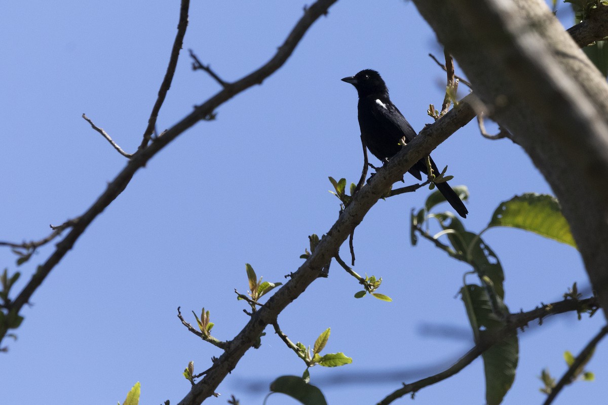 White-lined Tanager - ML623833676