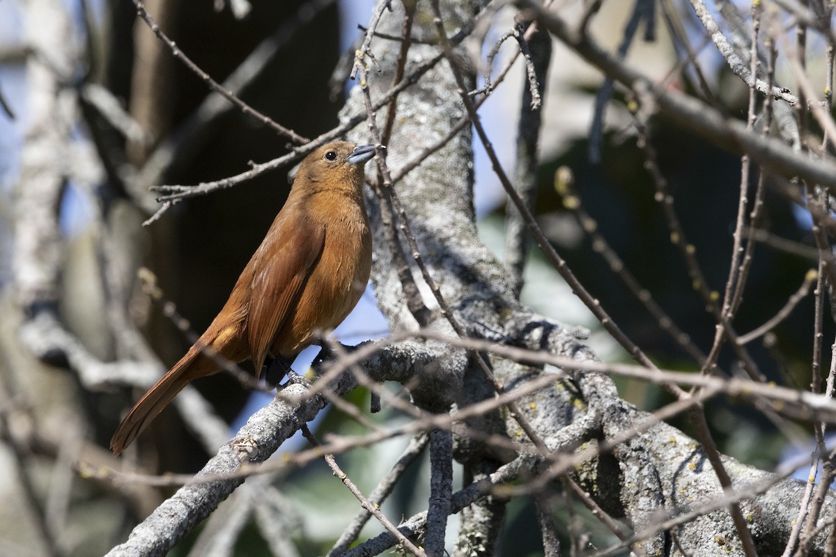 White-lined Tanager - ML623833677