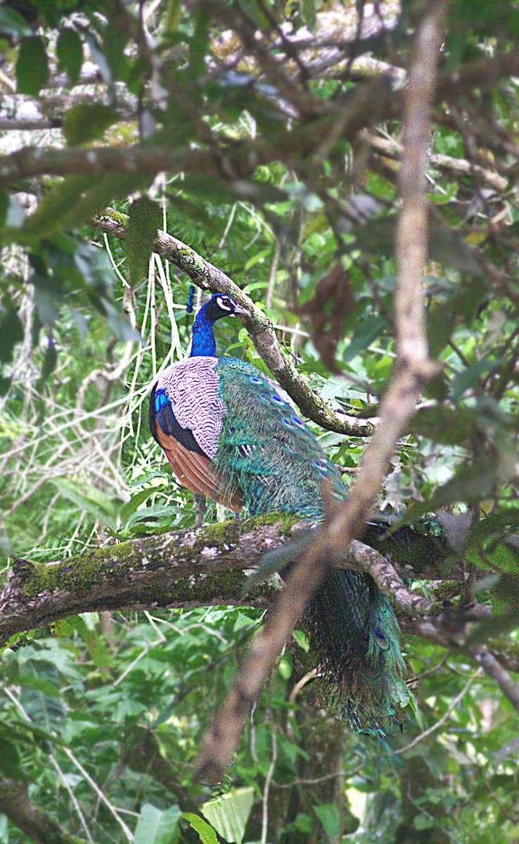 Indian Peafowl - ML623833680