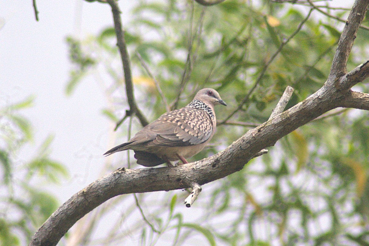 Spotted Dove - ML623833681