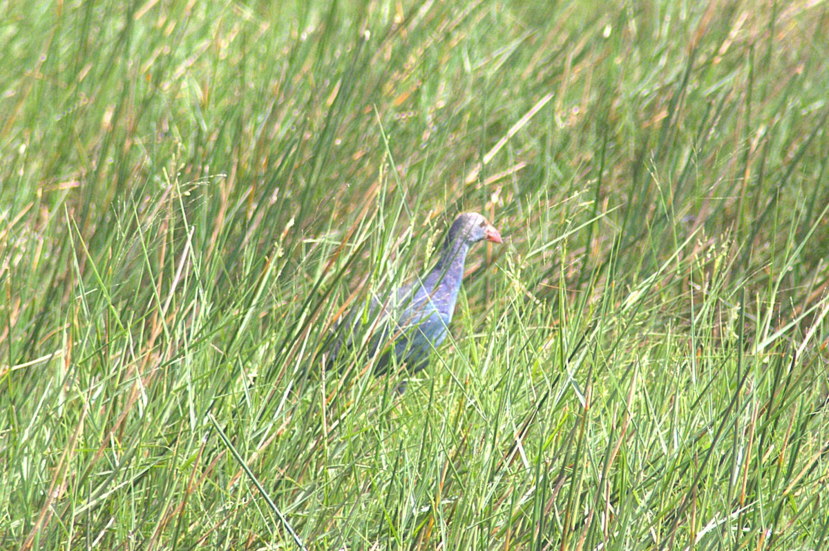 Gray-headed Swamphen - ML623833685