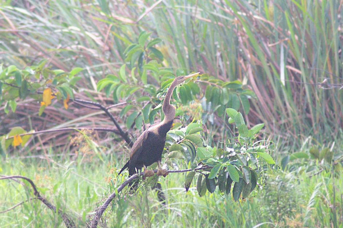 Oriental Darter - ML623833687