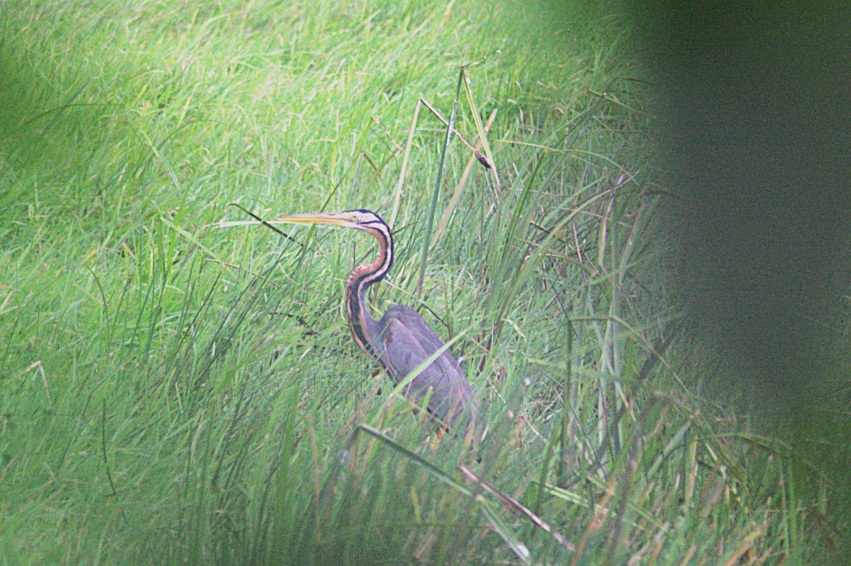 Purple Heron - ML623833688