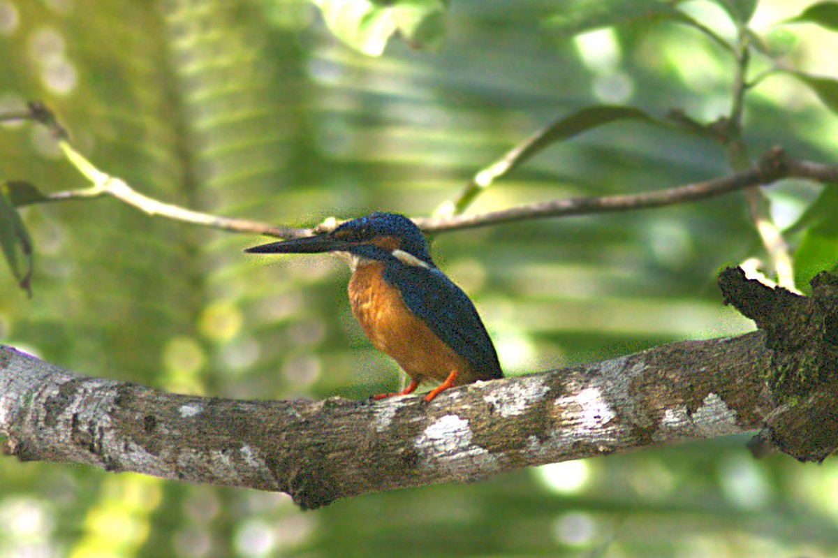 Common Kingfisher - ML623833690