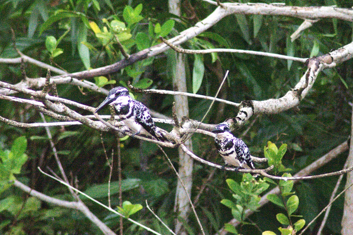 Pied Kingfisher - ML623833691