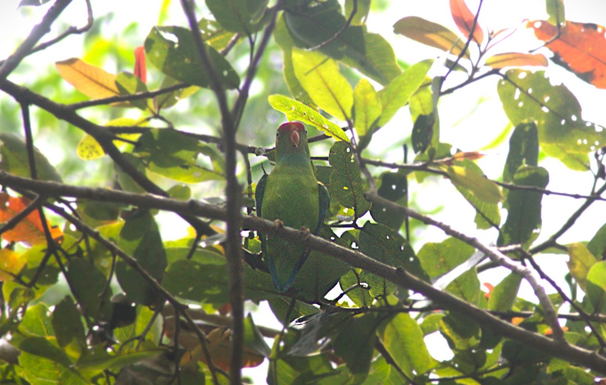 Sri Lanka Hanging-Parrot - ML623833692