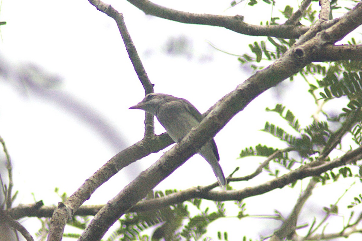 Sri Lanka Woodshrike - ML623833693