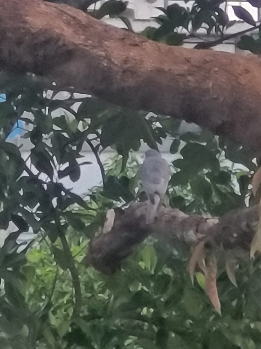 Shikra - ML623833696