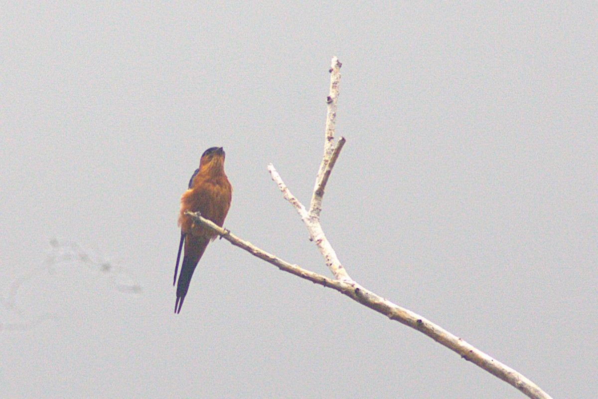 Sri Lanka Swallow - ML623833702