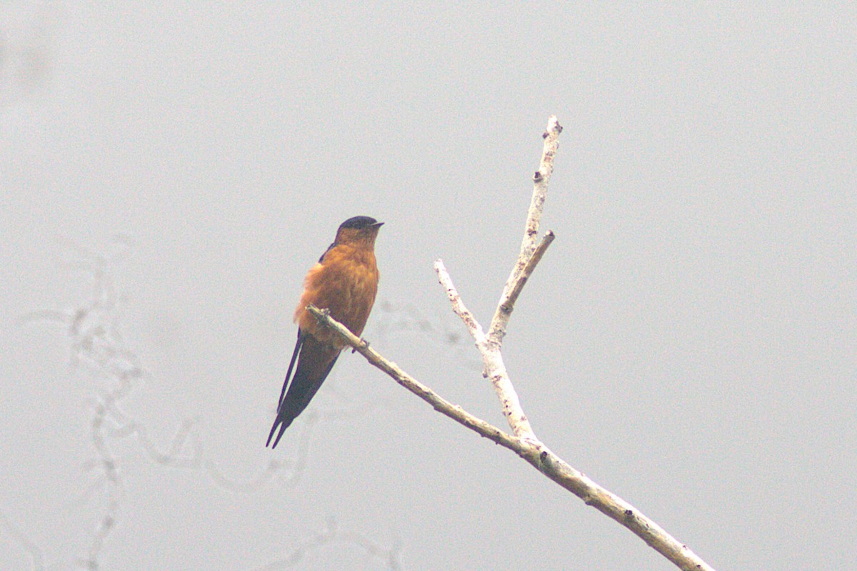 Sri Lanka Swallow - ML623833705