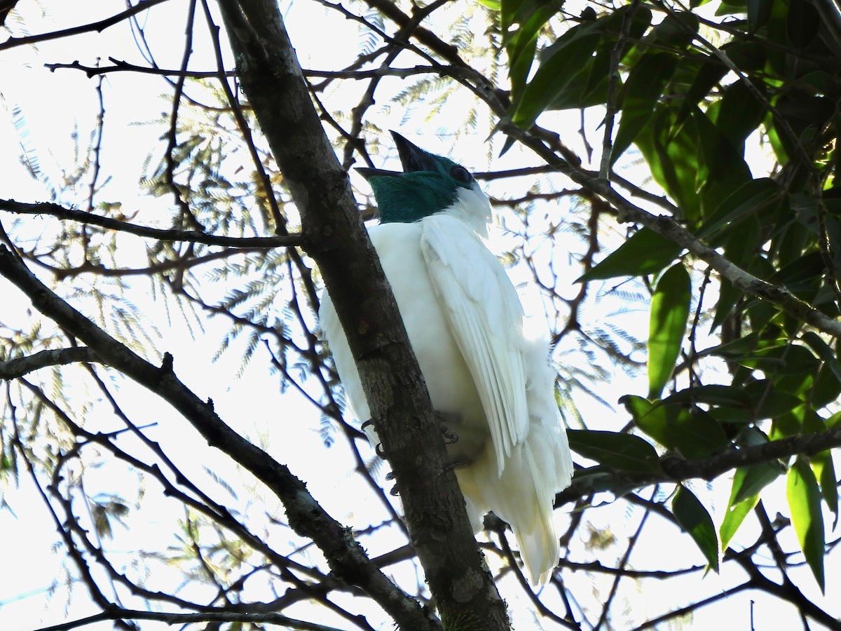 Bare-throated Bellbird - ML623833713