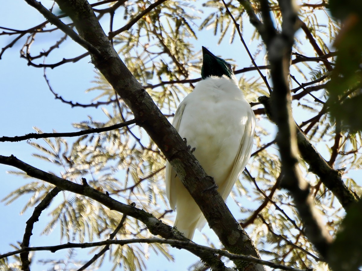 Bare-throated Bellbird - ML623833714