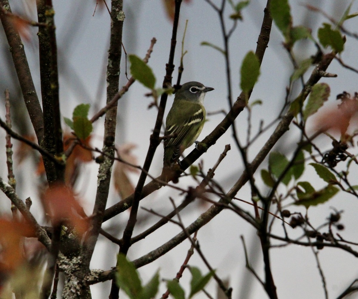 Blue-headed Vireo - ML623833748