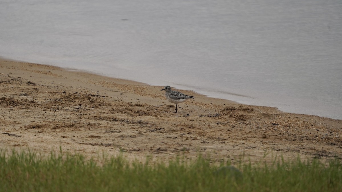 Black-bellied Plover - ML623833770