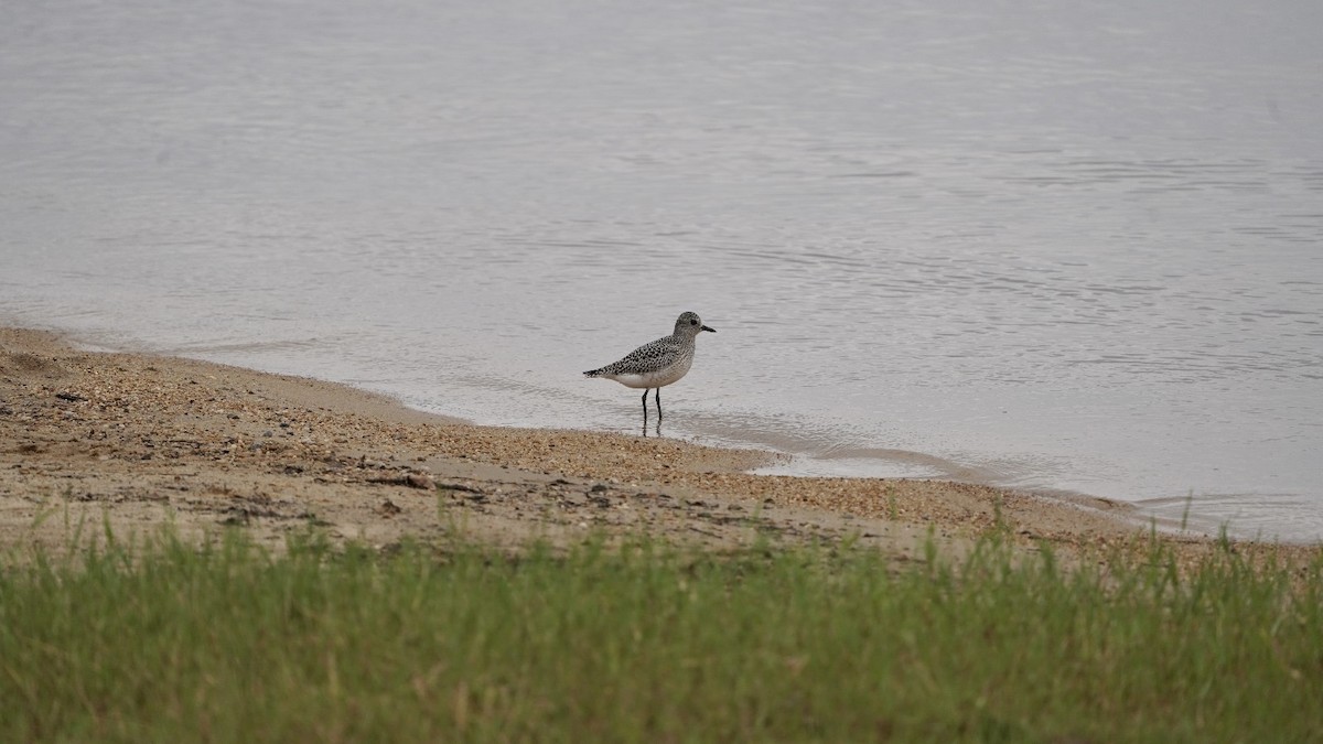 Black-bellied Plover - ML623833771
