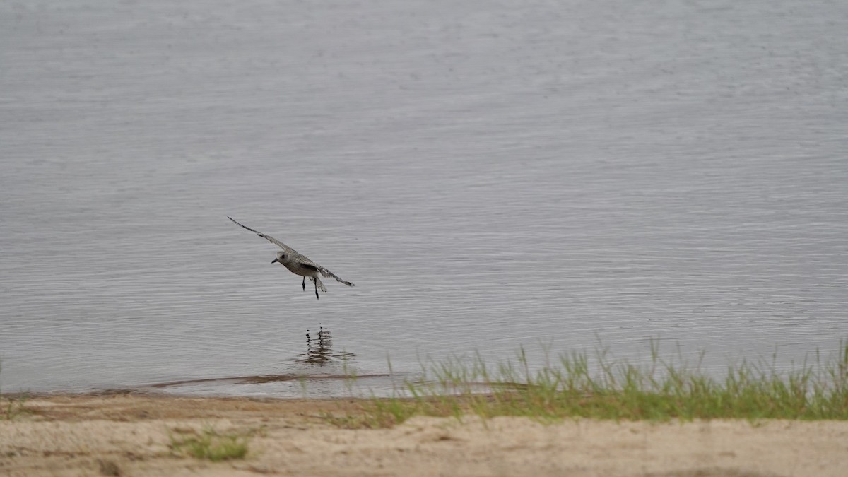 Black-bellied Plover - ML623833772