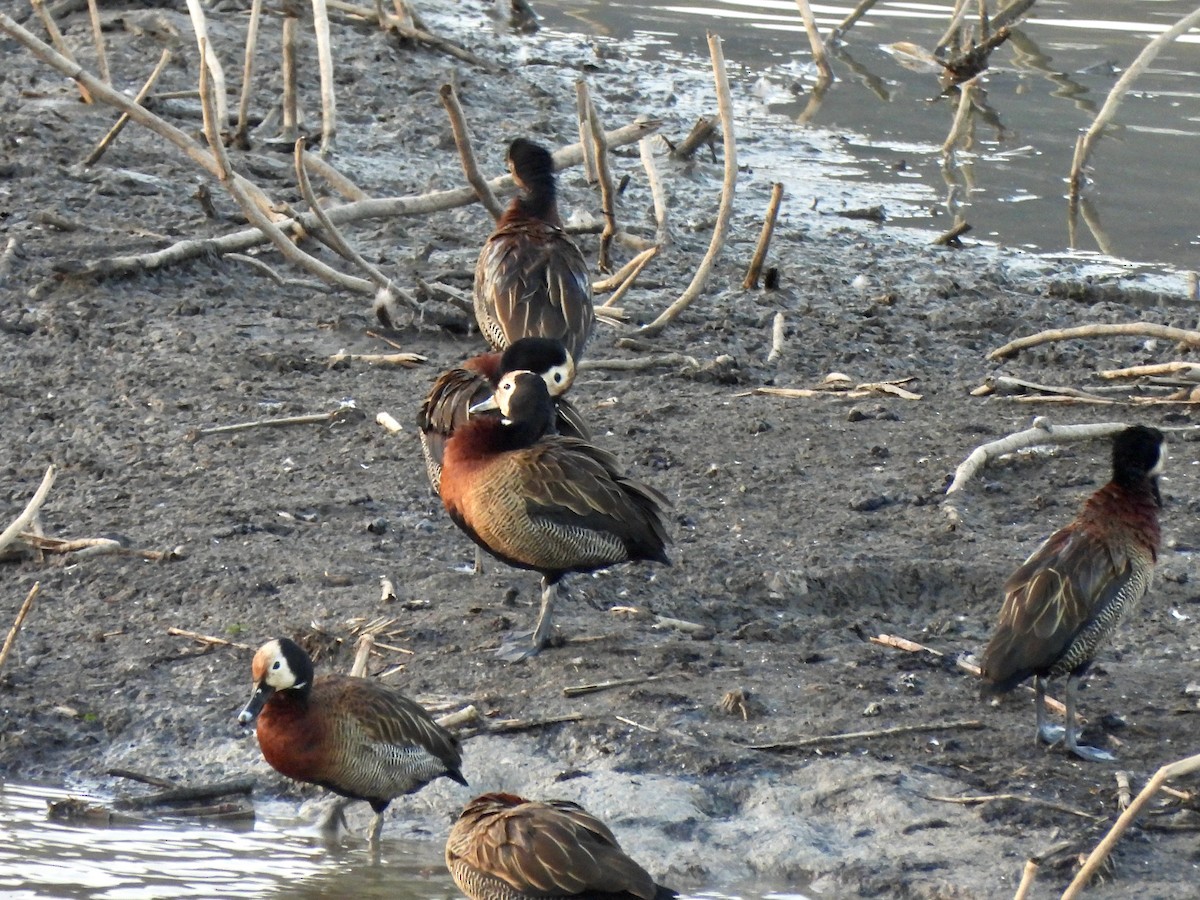 White-faced Whistling-Duck - ML623833773