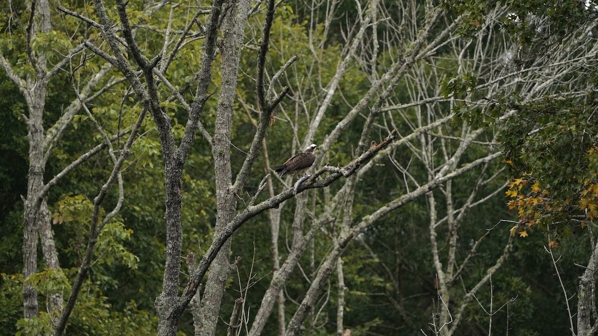 Osprey - ML623833775