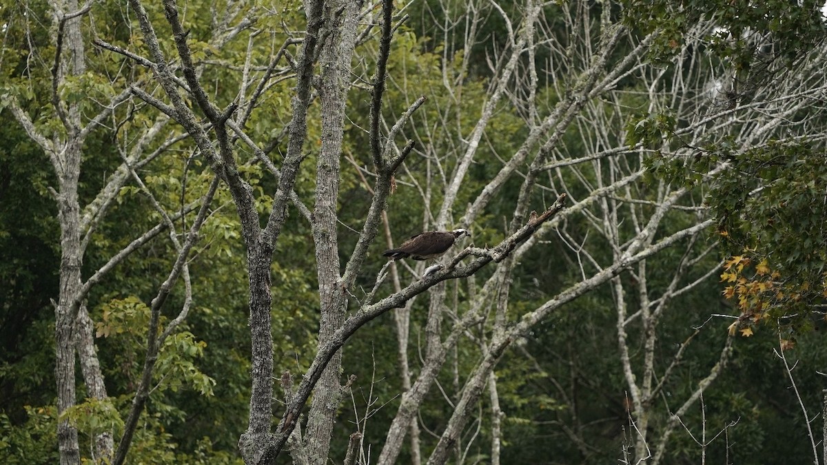 Osprey - ML623833776