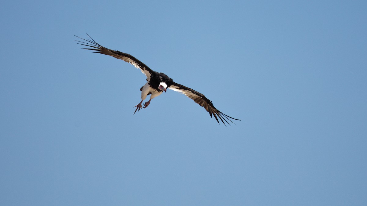 White-headed Vulture - ML623833781