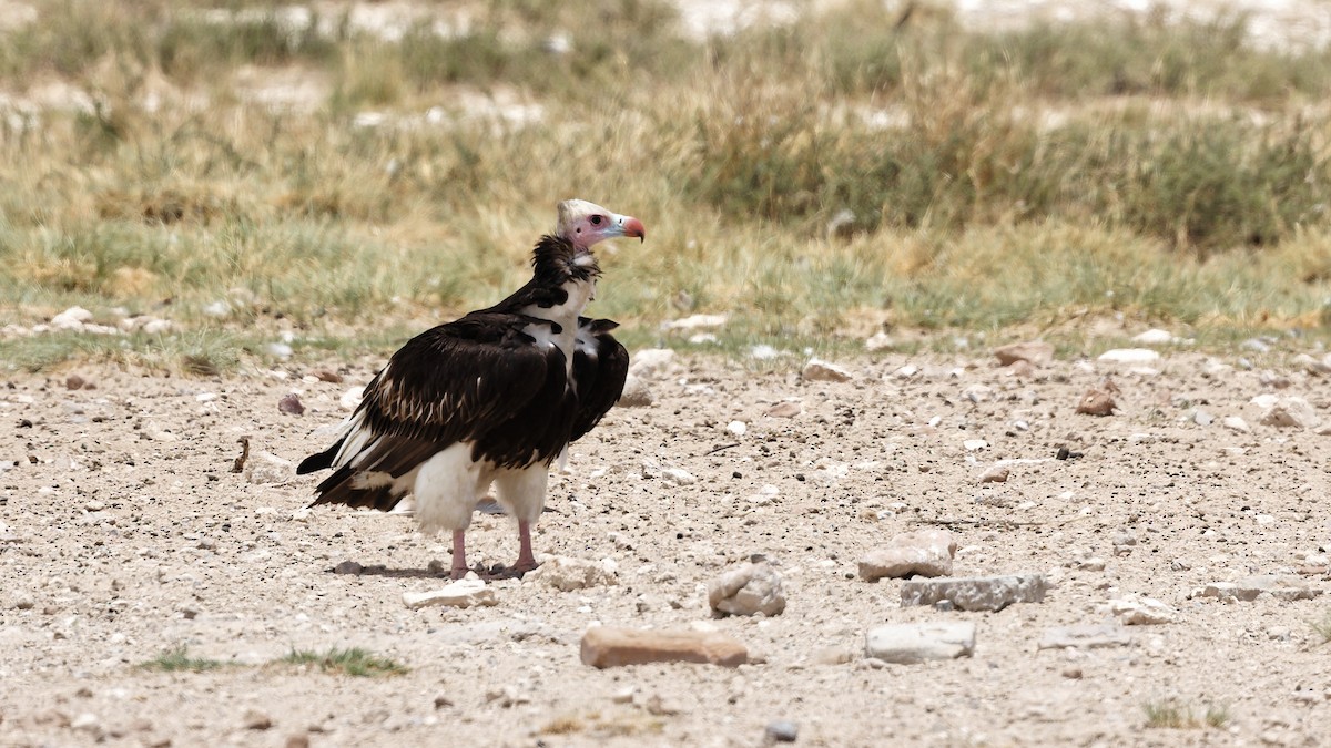 White-headed Vulture - ML623833798