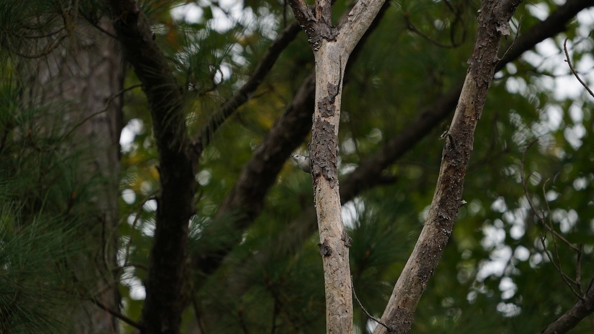 White-breasted Nuthatch - ML623833800