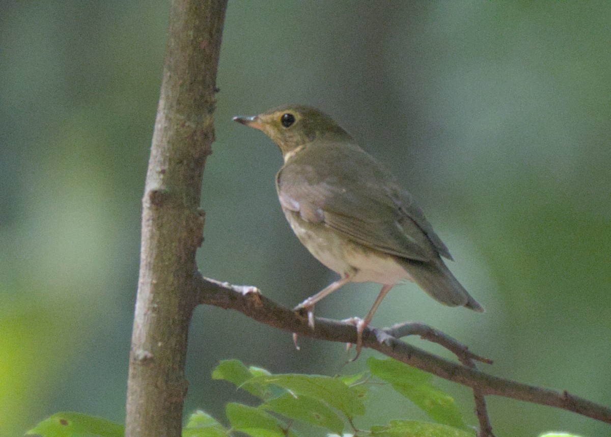 Swainson's Thrush - ML623833801