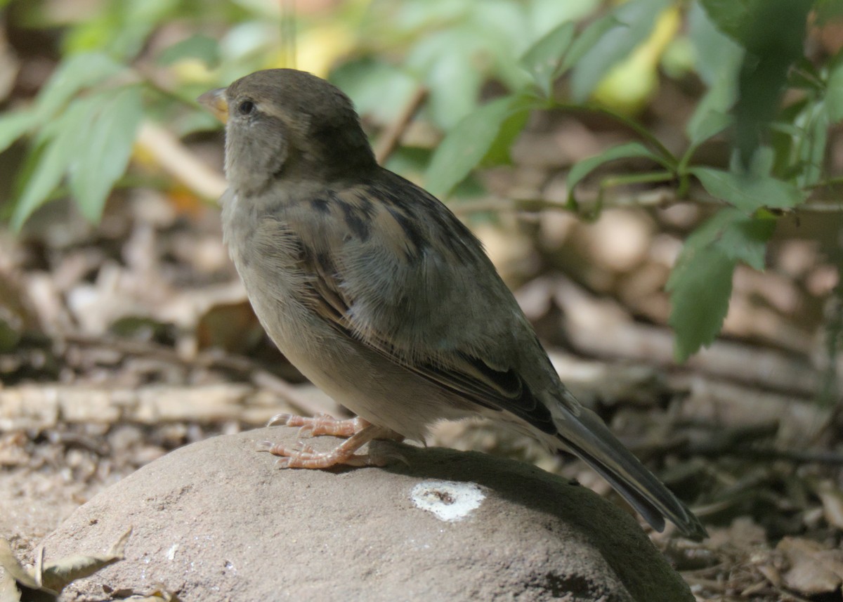 House Sparrow - ML623833820