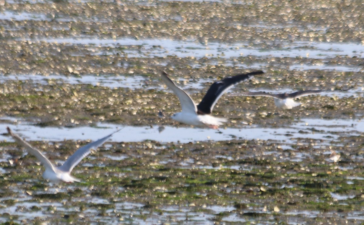 Gaviota Sombría - ML623833825