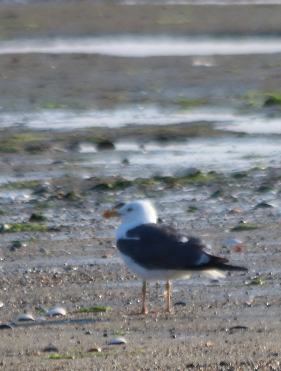 Gaviota Sombría - ML623833831