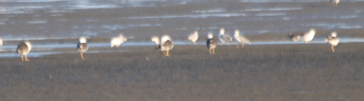 Gaviota Sombría - ML623833842