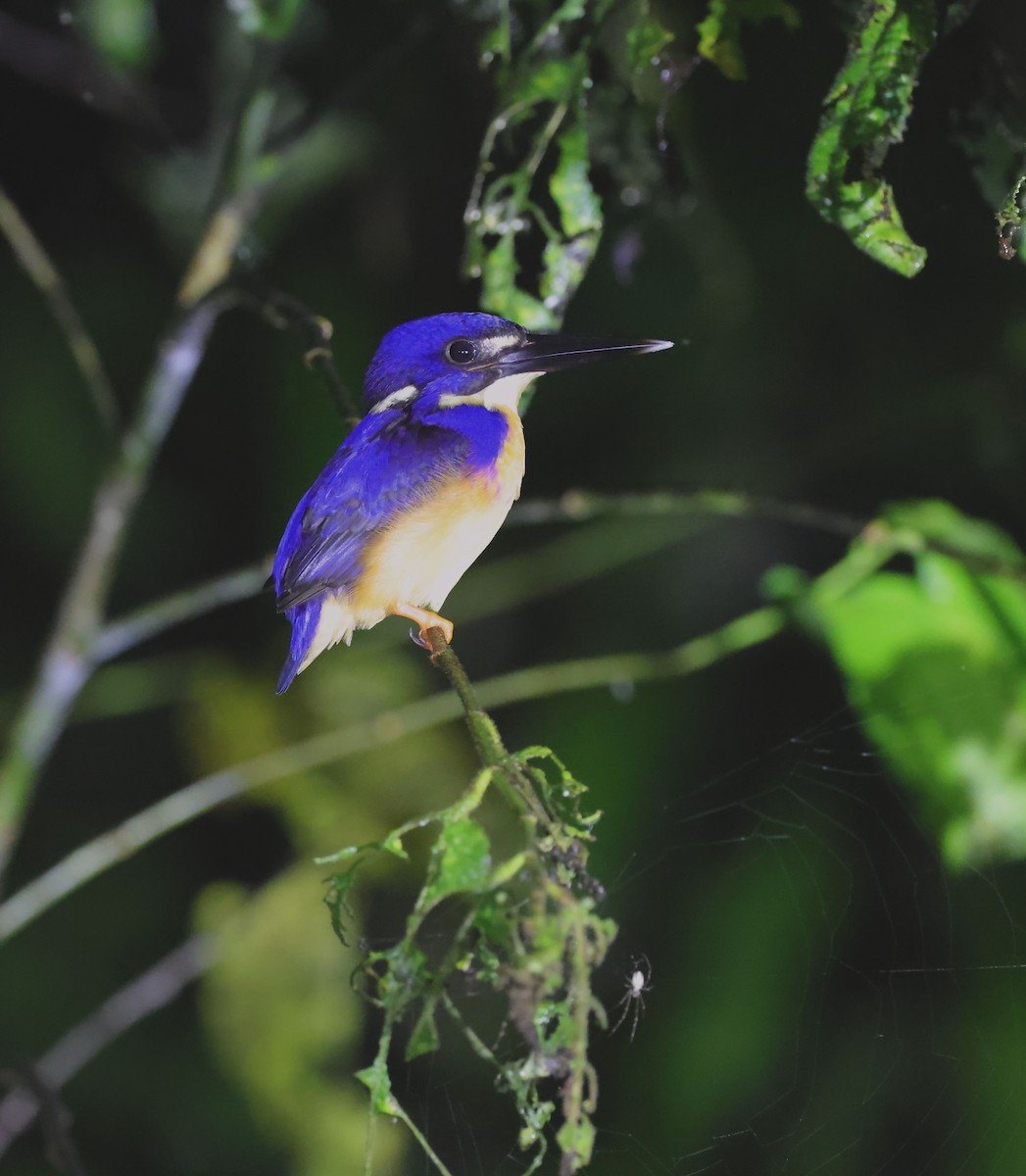 Azure Kingfisher - ML623833847