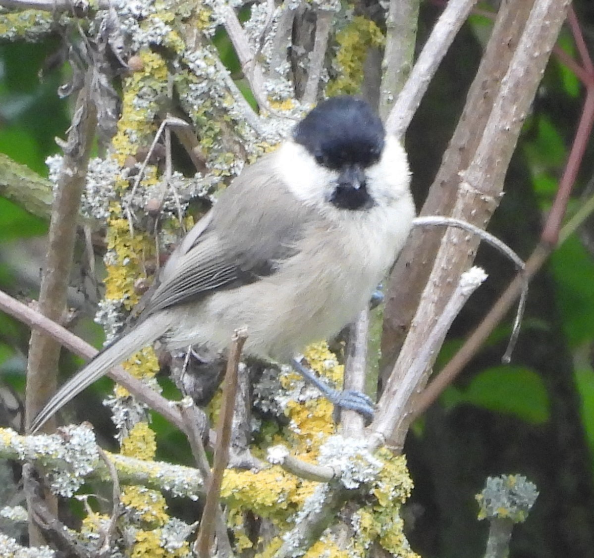 Willow Tit - ML623833862