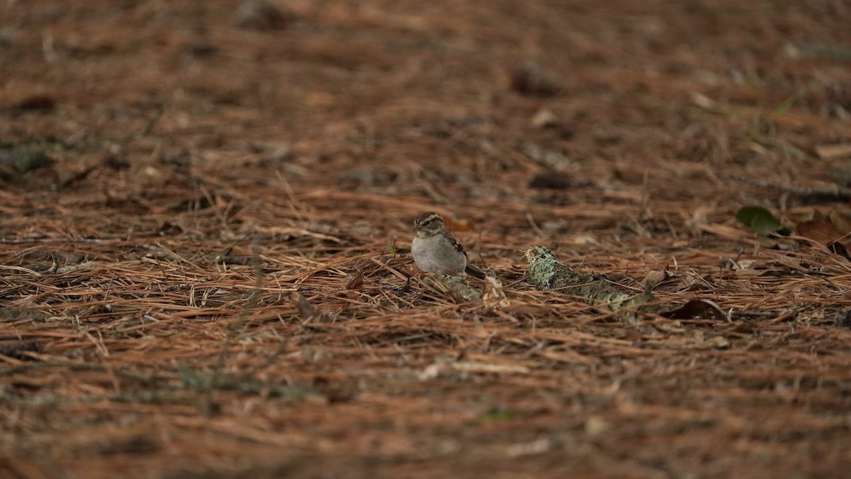 Chipping Sparrow - ML623833871